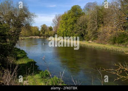 Stockbridge, Hampshire, Angleterre, Royaume-Uni. 2021. Le célèbre chalk Stream River Test comme il coule à travers le comté du Hampshire dans le sud de l'Angleterre du Royaume-Uni Banque D'Images