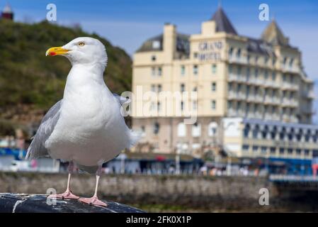 Les sites de Llandudno dans le nord du pays de Galles. Un goéland de hareng se trouve majestueusement en face du Grand Hotel, près de la jetée. Banque D'Images