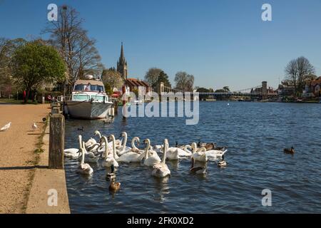 Cygnes sur la Tamise avec le pont suspendu Marlow et la Toussaint Church Behind, Marlow, Buckinghamshire, Angleterre, Royaume-Uni, Europe Banque D'Images