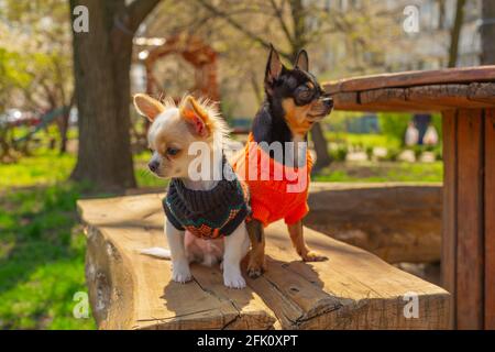 Deux chiens Chihuahua sont assis sur un banc de jardin. Chihuahua en noir et orange. chihuahua, jardin Banque D'Images