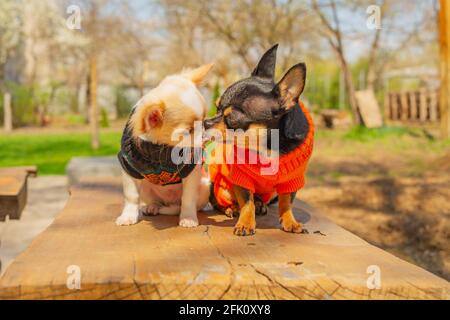 Deux chiens Chihuahua sont assis sur un banc de jardin. Chihuahua en noir et orange. chihuahua, jardin Banque D'Images