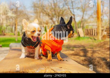 Deux chiens Chihuahua sont assis sur un banc de jardin. Chihuahua en noir et orange. chihuahua, jardin Banque D'Images