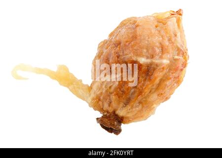 graines de pêche humides avec restes de pulpe isolés sur fond blanc Banque D'Images