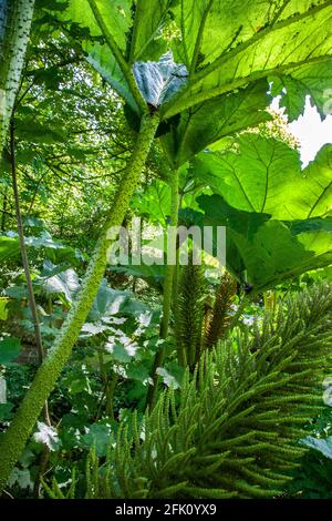 Gunnera manicata, connu comme le géant brésilien-rhubarbe Banque D'Images