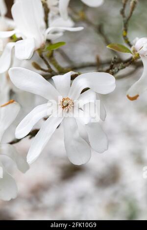 Gros plan d'une fleur de magnolia × loebneri Merrill blanche qui fleurit au printemps dans un jardin britannique. Banque D'Images