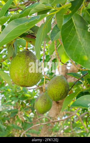 Vocado Hang de branches Banque D'Images