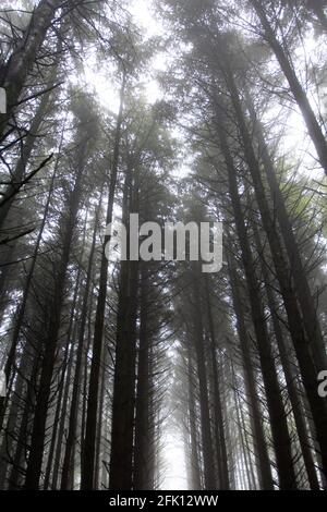 Vue sur la cime brumeuse d'un pin plantation Banque D'Images