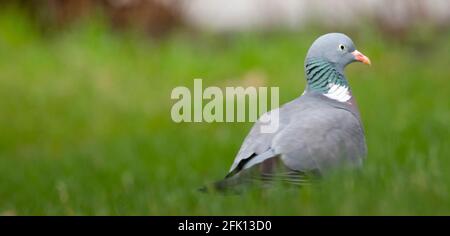 Pigeon en bois commun assis dans l'herbe verte Banque D'Images