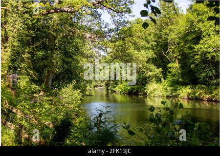 La rivière Dart traverse Hembury et Holne Woods National Faites confiance au parc national de Dartmoor Devon, en Angleterre Banque D'Images