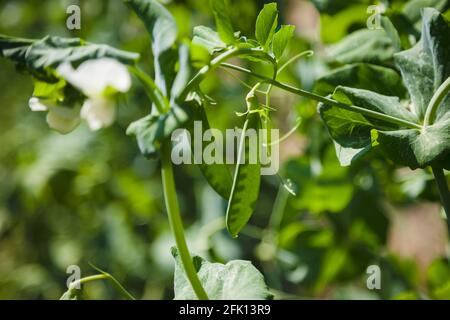 Gousse non mûre et fleur blanche de Pisum sativum (pois à sucre, pois mange-tout) dans un champ ensoleillé de plantes à pois, gros plan, fond flou Banque D'Images