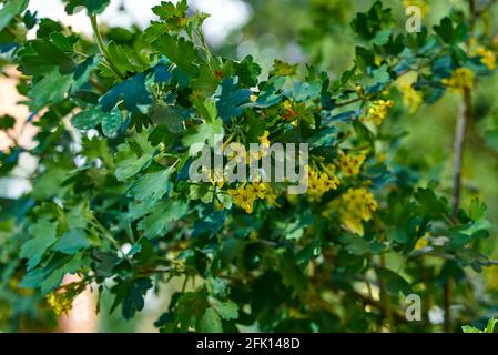 Petites inflorescences jaunes, parsemées de fines branches de la brousse. Arrière-plan flou Banque D'Images