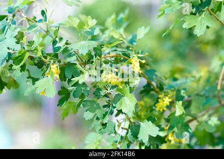 Petites inflorescences jaunes, parsemées de fines branches de la brousse. Arrière-plan flou Banque D'Images