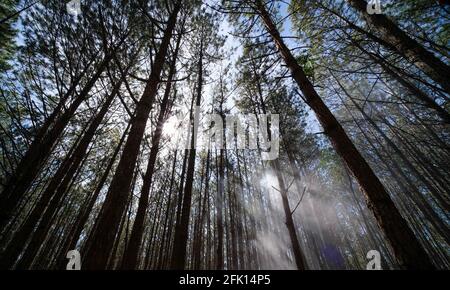 Vue de dessus ou de dessous de pins dans la forêt en plein soleil. Image libre de droits de haute qualité photo de stock regardant vers le haut dans la forêt de pins à la canopée Banque D'Images