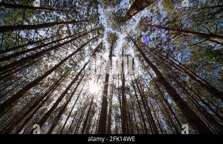 Vue de dessus ou de dessous de pins dans la forêt en plein soleil. Photo libre de droits de haute qualité vue panoramique sur grand et grand pin Banque D'Images