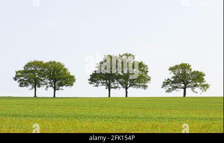 Chênes sur un horizon avec un ciel Uni et champ de blé au premier plan. Essex. ROYAUME-UNI Banque D'Images