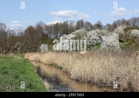 Le Tegeler Fließ, une petite rivière près du village de Schildow dans l'État de Brandebourg en Allemagne, au début du printemps Banque D'Images