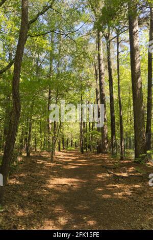 Sentier de randonnée dans la forêt dense Banque D'Images