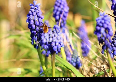 Bombyliidae sur Muscari Banque D'Images
