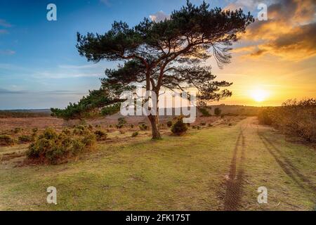 Magnifique coucher de soleil sur un pin solitaire à Bratley View Dans le parc national de New Forest dans le Hampshire Banque D'Images