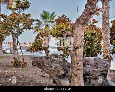 Plage de sable de lave dans le nord de Ténérife, le 'Playa jardin' à Puerto de la Cruz. Vue à travers les arbres verdoyants et les palmiers vers la pêche Banque D'Images