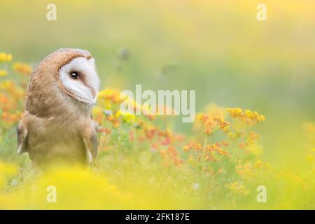 Dans la prairie fleurie, portrait d'art de la chouette de Barn (Tyto alba) Banque D'Images