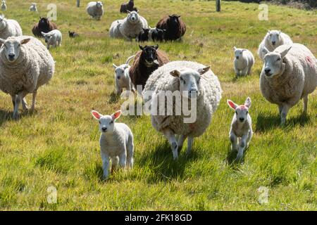 Moutons blancs et noirs avec jeunes agneaux dans un champ d'herbe au printemps, Royaume-Uni Banque D'Images