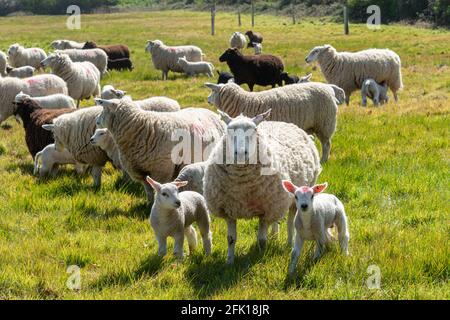 Moutons blancs et noirs avec jeunes agneaux dans un champ d'herbe au printemps, Royaume-Uni Banque D'Images