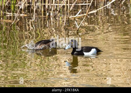 Paire de canards touffetés (Aythya fuligula), Royaume-Uni, avec la femelle plongée Banque D'Images