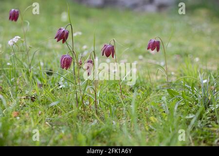 Schachblume, Fritilaria meleagris, tête de nake Banque D'Images