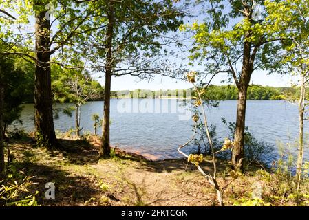 Vue sur le lac depuis la forêt Banque D'Images