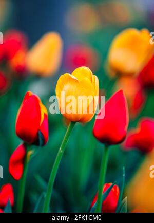 tulipes rouges et jaunes belles couleurs naturelles Banque D'Images