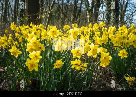 Les jonquilles poussent dans les bois. Banque D'Images
