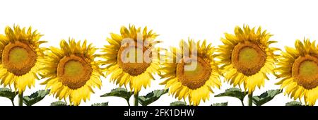 Une bordure de magnifiques tournesols plus haut et plus bas dans une rangée isolée sur un fond blanc. Banque D'Images