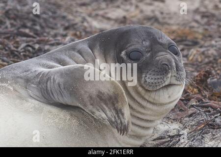 Le phoque du Sud (Mirounga leonina) sur la côte de l'île Sea Lion dans les îles Falkland. Banque D'Images