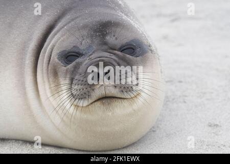 Le phoque du Sud (Mirounga leonina) sur la côte de l'île Sea Lion dans les îles Falkland. Banque D'Images