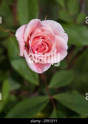 Portrait d'une rose rose pâle. Banque D'Images