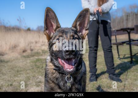 Un heureux chiot Berger allemand de quatre mois regardant l'appareil photo. Race de ligne de travail Banque D'Images