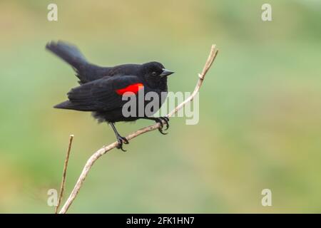 L'oiseau noir à aigree rouge mâle Agelaius phoeniceus perche sur une branche, point Reyes National Seashore, Californie, États-Unis. Banque D'Images