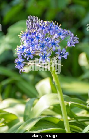 Espèces de lilies péruviennes (scilla peruviana) dans un jardin Banque D'Images