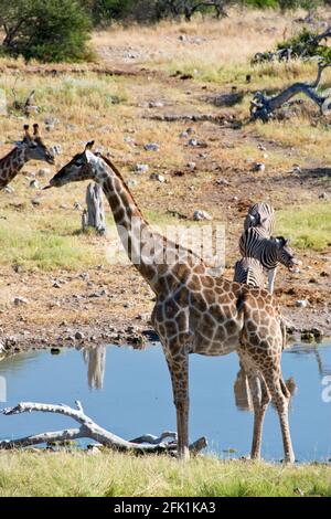 Girafes et zèbres de prendre un verre dans un étang dans le parc national d'Etosha, Namibie. Banque D'Images