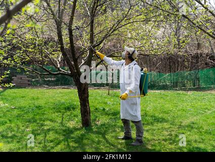 Homme dans un jardin avec sac à dos pulvérisateur à pression protégeant les arbres contre les ravageurs et les maladies fongiques. Banque D'Images
