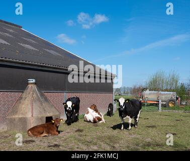 vaches tachetées et veau à l'extérieur de la ferme aux pays-bas jour de printemps ensoleillé Banque D'Images