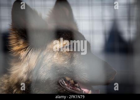 Chien de berger allemand enfermé dans un chenil Banque D'Images