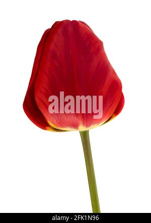 Fleurs, bourgeon fleuri de tulipe, couleur rouge, sur fond blanc, isolé Banque D'Images