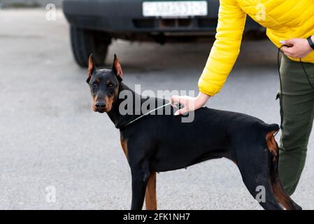 Doberman pinscher se trouve sur une route asphaltée. Photo de haute qualité Banque D'Images