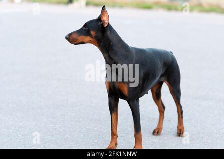 Doberman pinscher se trouve sur une route asphaltée. Photo de haute qualité Banque D'Images