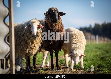 'Waldschaf' - une race de moutons menacée de la région de la forêt bavaroise, de la forêt de Bohême et du Waldviertel Banque D'Images