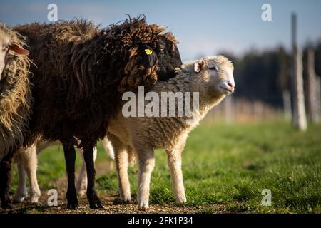 'Waldschaf' - une race de moutons menacée de la région de la forêt bavaroise, de la forêt de Bohême et du Waldviertel Banque D'Images