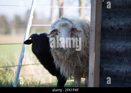 'Waldschaf' - une race de moutons menacée de la région de la forêt bavaroise, de la forêt de Bohême et du Waldviertel Banque D'Images