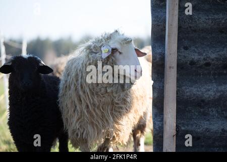 'Waldschaf' - une race de moutons menacée de la région de la forêt bavaroise, de la forêt de Bohême et du Waldviertel Banque D'Images